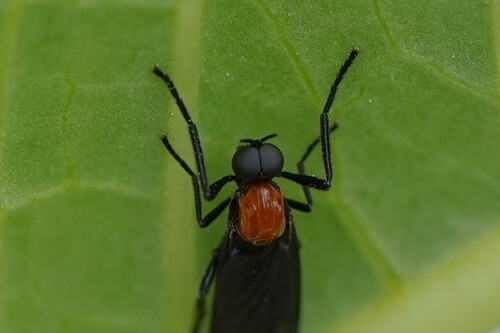 Unknown species found near Port Neches, TX, USA