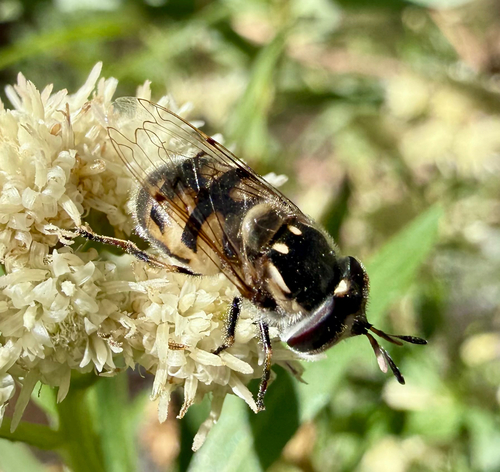 Unknown species found near Phantom Ranch Trail, Grand Canyon, AZ, US