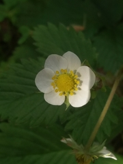 Fragaria vesca