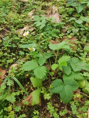 Fragaria vesca