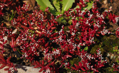 Sedum microcarpum