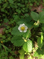 Fragaria vesca