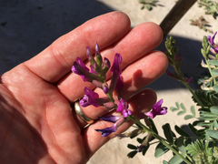 Astragalus crotalariae