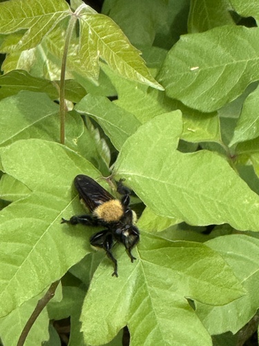 Unknown species found near Bear Creek Pioneers Park, Houston, TX, US