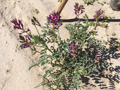 Astragalus crotalariae