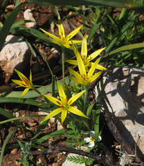 Gagea commutata