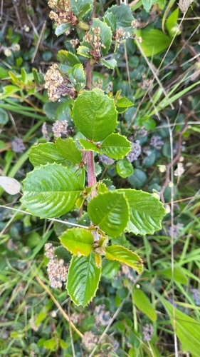 Ceanothus gloriosus, photograph 1