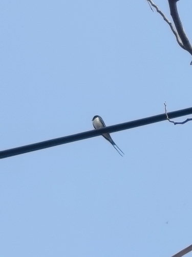 Barn Swallow