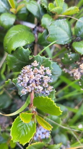 Ceanothus gloriosus, photograph 2