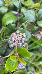 (c) Peter Brastow, some rights reserved (CC BY) Ceanothus gloriosus, photograph (c) Peter Brastow, some rights reserved (CC BY)
