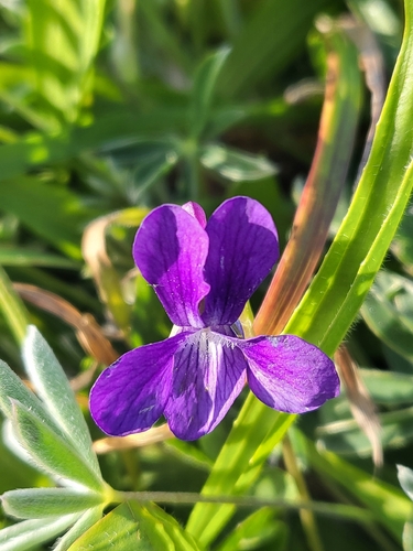 hookedspur violet (Viola adunca)