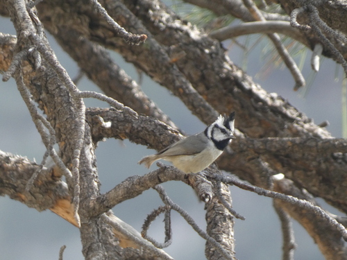 Bridled Titmouse (Baeolophus wollweberi), photo 2