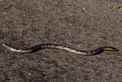 Afrotyphlops schlegelii