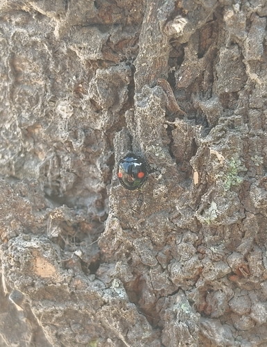 Kuwana's Lady Beetle