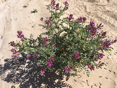 Astragalus crotalariae
