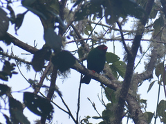 Chlorornis riefferii