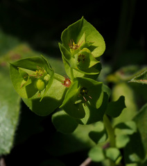 Euphorbia reuteriana