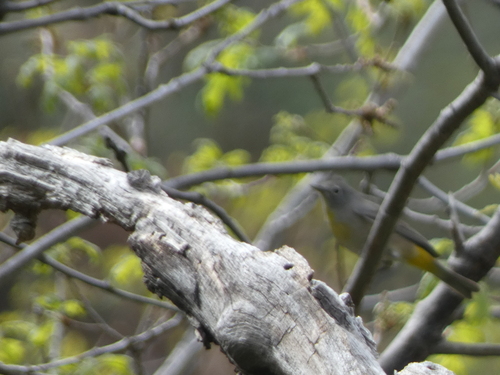 Virginia's Warbler (Leiothlypis virginiae), photo 3