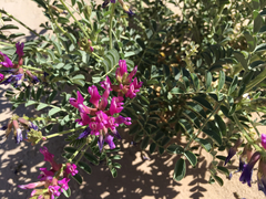 Astragalus crotalariae