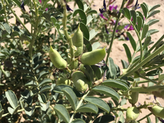 Astragalus crotalariae