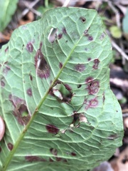 Ramularia rubella