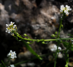 Calepina irregularis