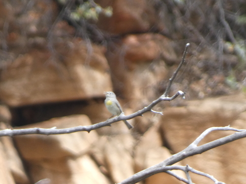 Virginia's Warbler (Leiothlypis virginiae), photo 4