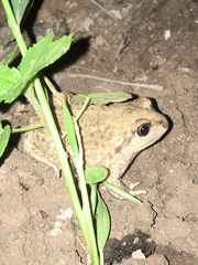 Pelobates vespertinus