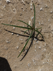 Chaenactis fremontii