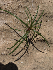 Chaenactis fremontii