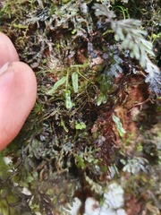 Hymenophyllum armstrongii