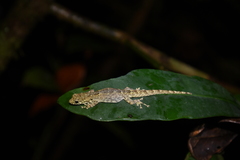 Lygodactylus heterurus