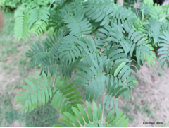 Gonopterodendron arboreum
