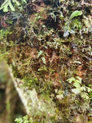 Hymenophyllum armstrongii