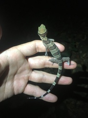 Cyrtodactylus intermedius