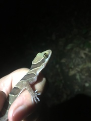 Cyrtodactylus intermedius