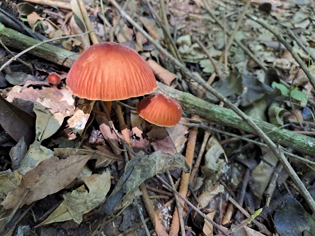 Marasmius magnus · March 2026 · photo: © jala015 (iNaturalist, CC)