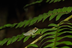 Boophis pauliani