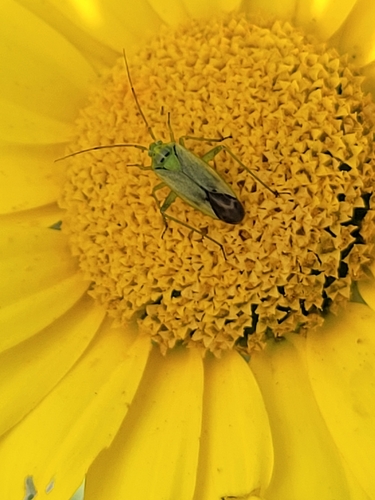 Potato Mirid photo 6