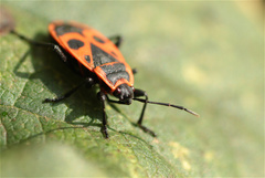 Pyrrhocoris apterus