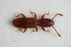 Silvanus unidentatus