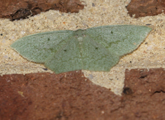 Maxates centrophylla