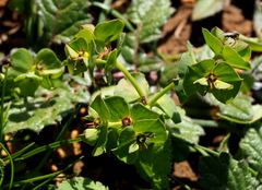 Euphorbia reuteriana