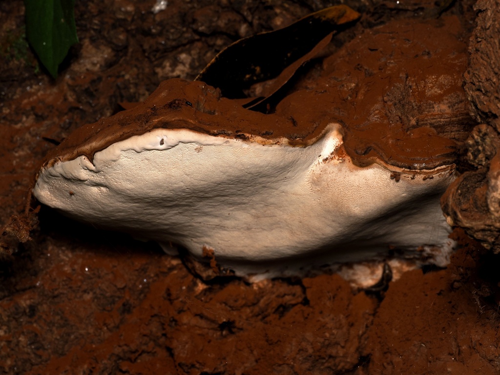 Ganoderma brownii