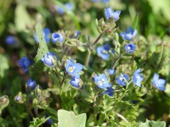 Veronica triphyllos