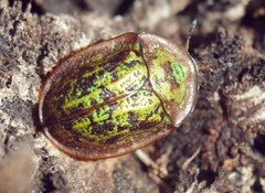 Cassida canaliculata