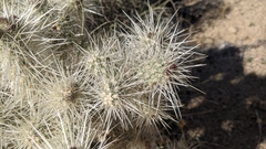 Cylindropuntia chuckwallensis
