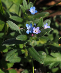Buglossoides tenuiflora