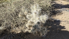 Cylindropuntia chuckwallensis