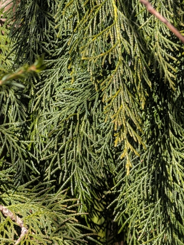 Alaska yellow cedar (Callitropsis nootkatensis)